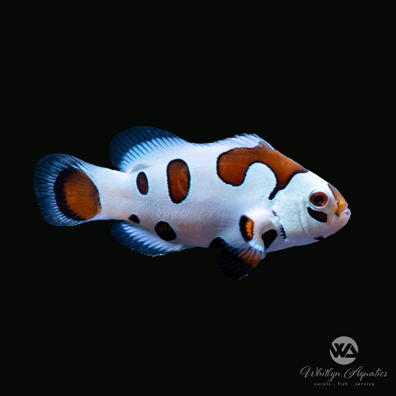 Photon Storm Clownfish - Amphiprion Ocellaris