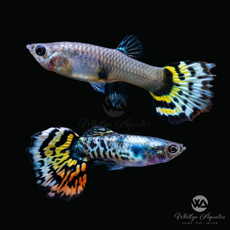 Platinum Yellow Tiger Guppy Pair (1M1F)