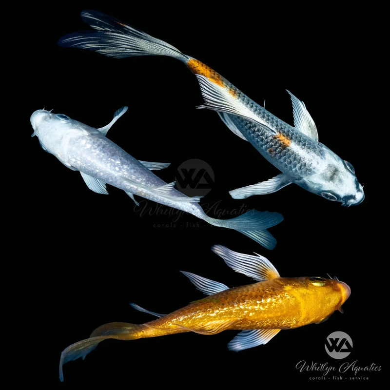 Premium Butterfly Koi - Cyprinus carpio