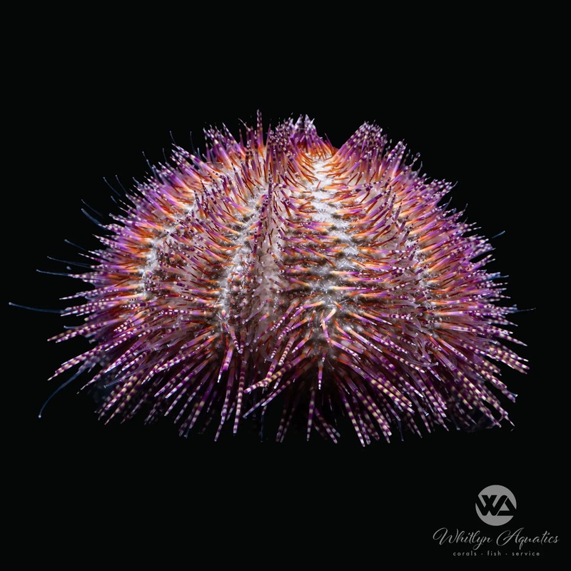 Red Bell's Urchin - Salmacis belli