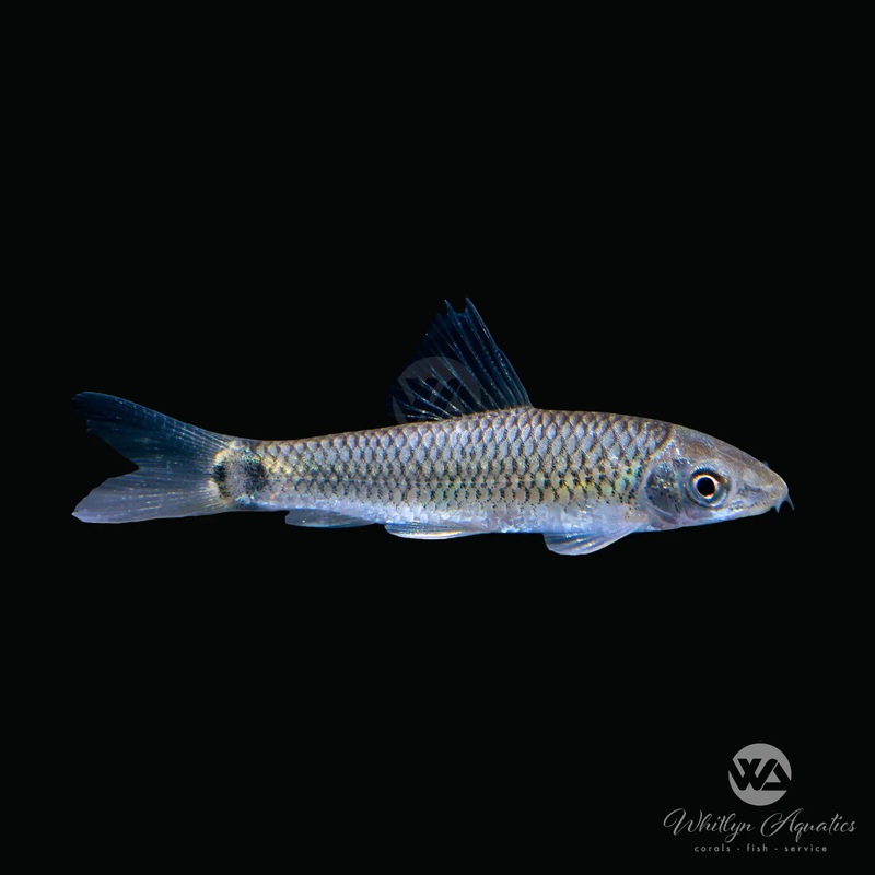 Reticulated Siamese Algae Eater "Flying Fox" - Crossocheilus reticulatus