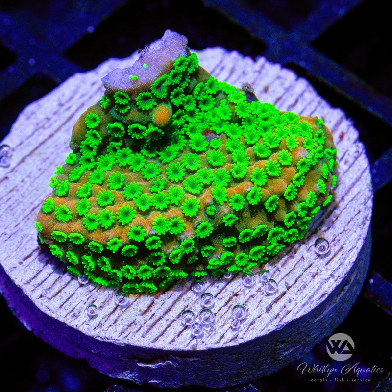Sunset Montipora - WYSIWYG