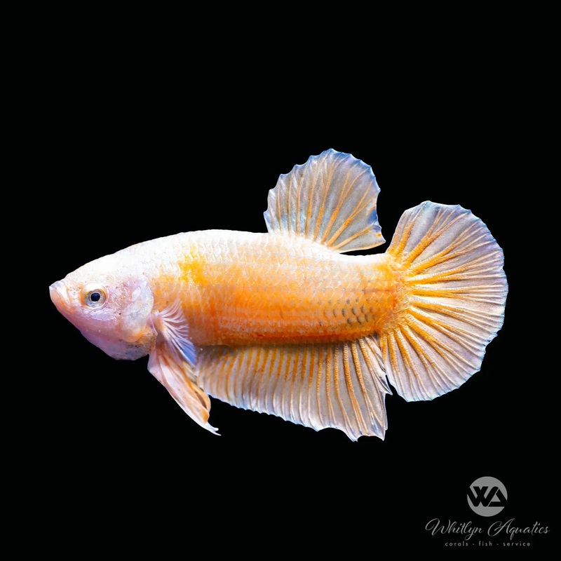 Super Gold Plakat Betta