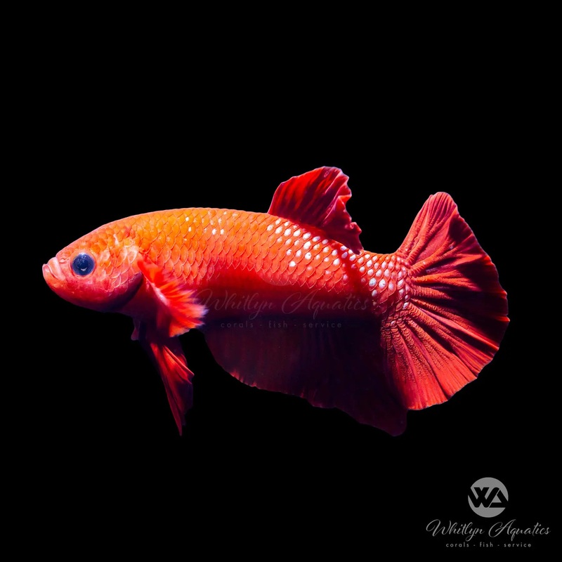 Super Red Plakat Betta