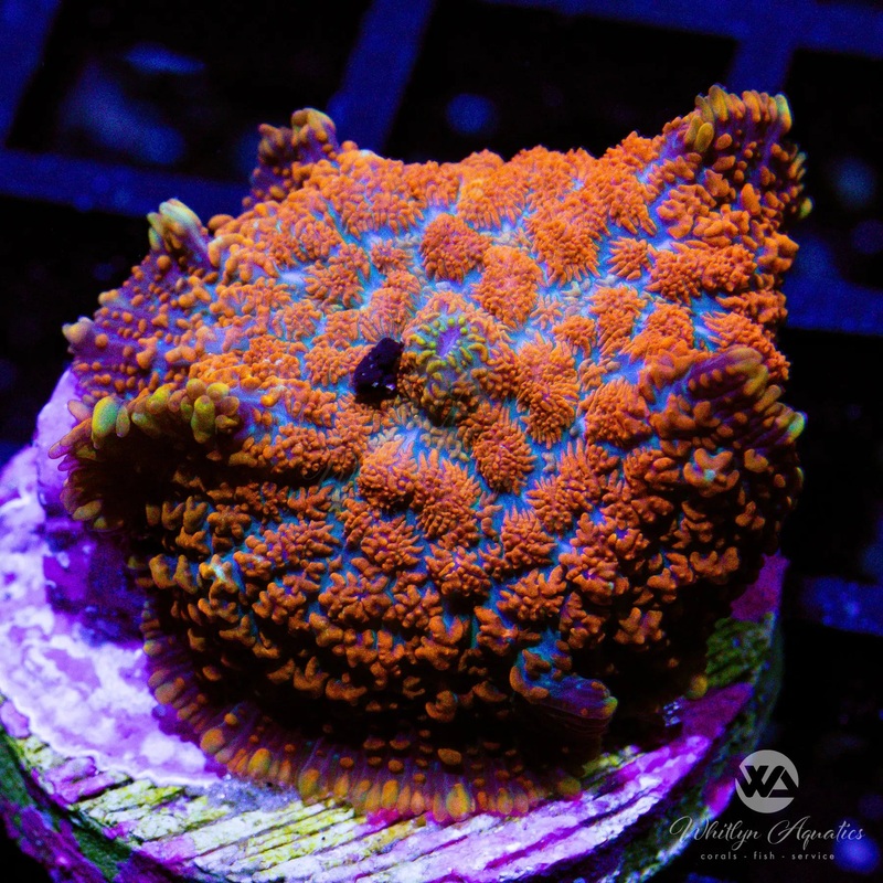 Superman Rhodactis Mushroom - WYSIWYG