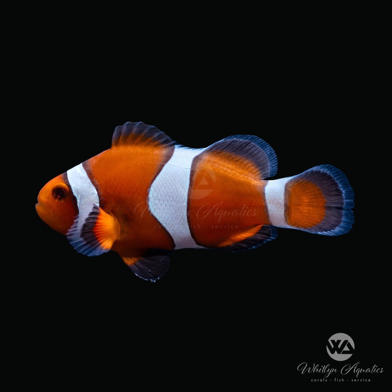 Tangerine Albino Clownfish - Amphiprion Ocellaris
