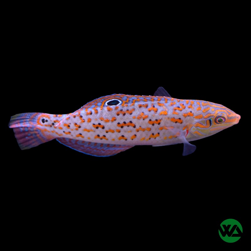 Timor Wrasse - Halichoeres timorensis
