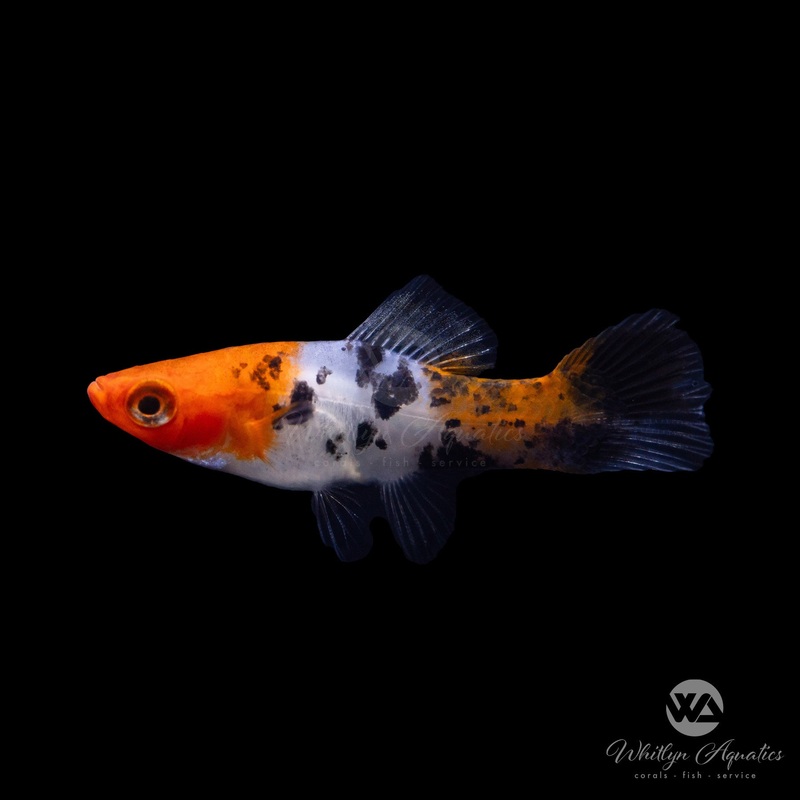 Tricolor Swordtail - Xiphophorus helleri
