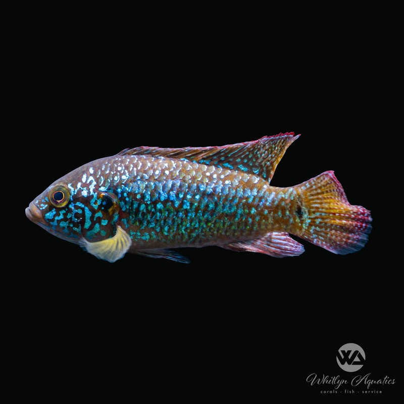 Turquoise Jewel Cichlid - Hemichromis bimaculatus