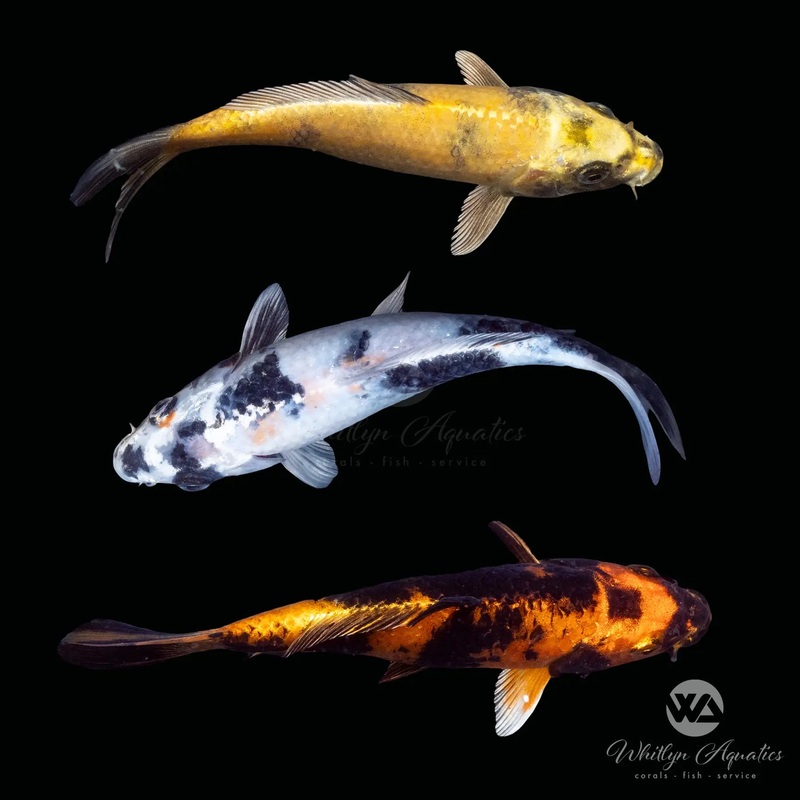 Utsuri Koi - Cyprinus carpio