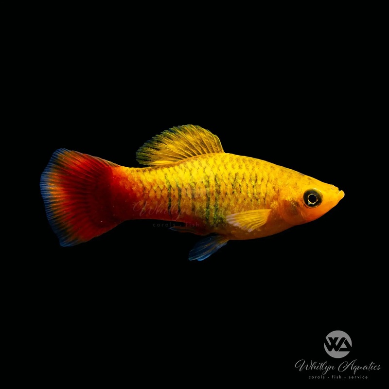 Variatus Platy - Xiphophorus variatus