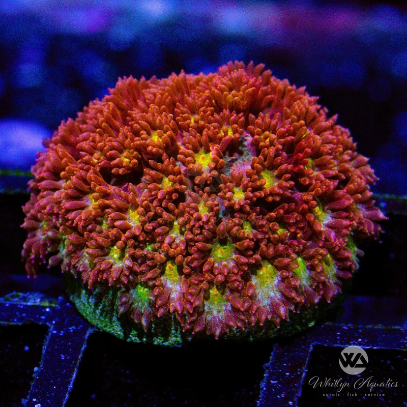 WA Orange Crush Bernardpora - WYSIWYG - (G1)