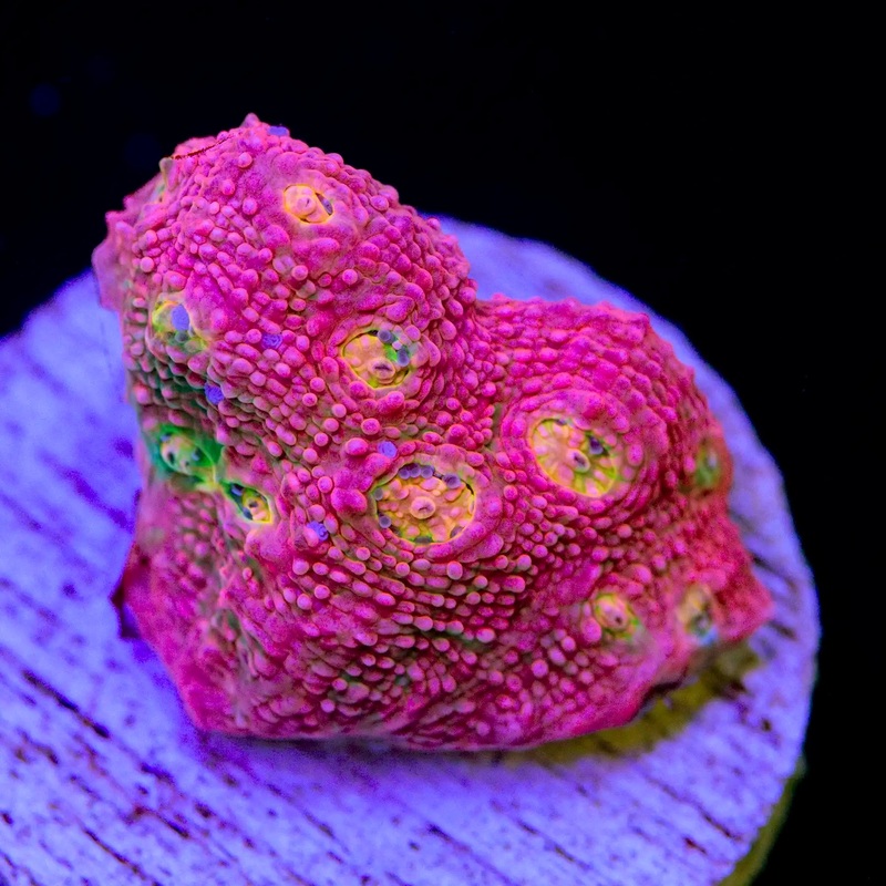WA Pink Boobies Chalice