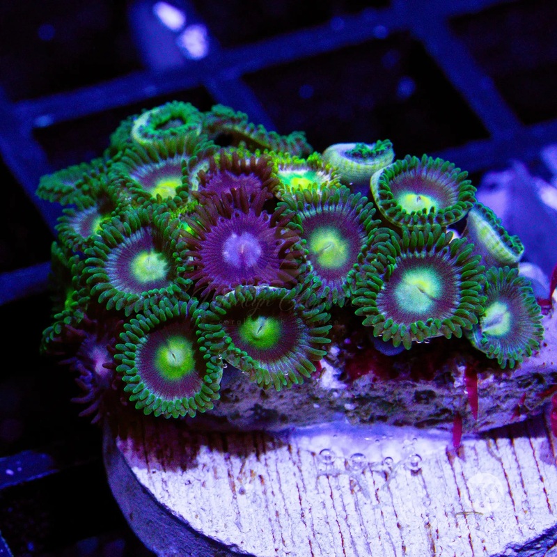 WA Poison Apple Zoa - WYSIWYG