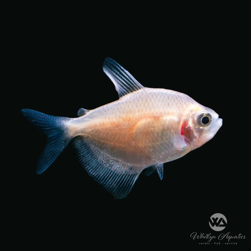 White Skirt Tetra - Gymnocorymbus ternetzi