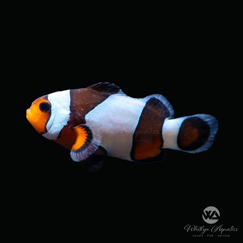 Wide Bar Mocha Gladiator Clownfish - Amphiprion Ocellaris