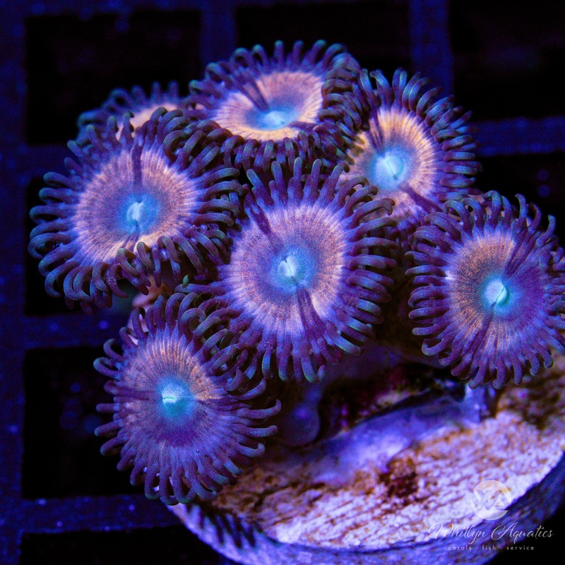 XL Petroglyph Morph Zoa - WYSIWYG