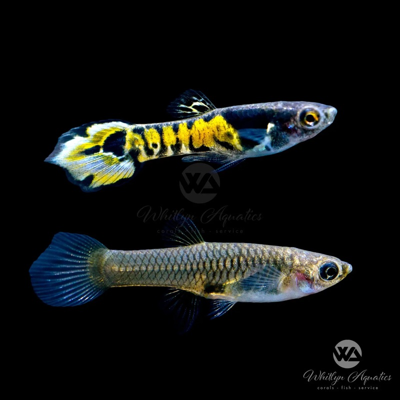 Yellow Tiger Endler Guppy - Poecllia wingei