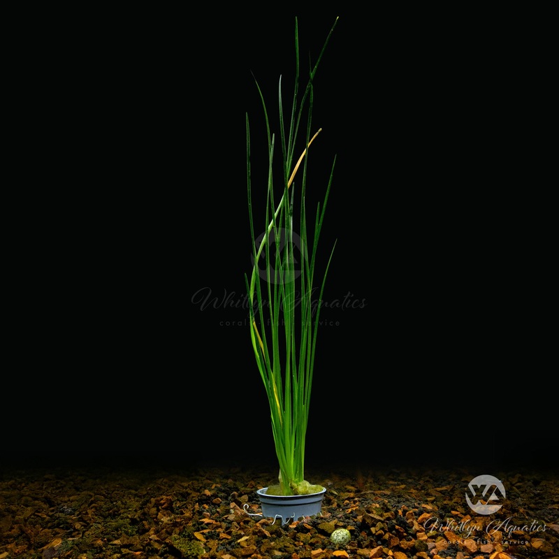 Zephyranthes candida