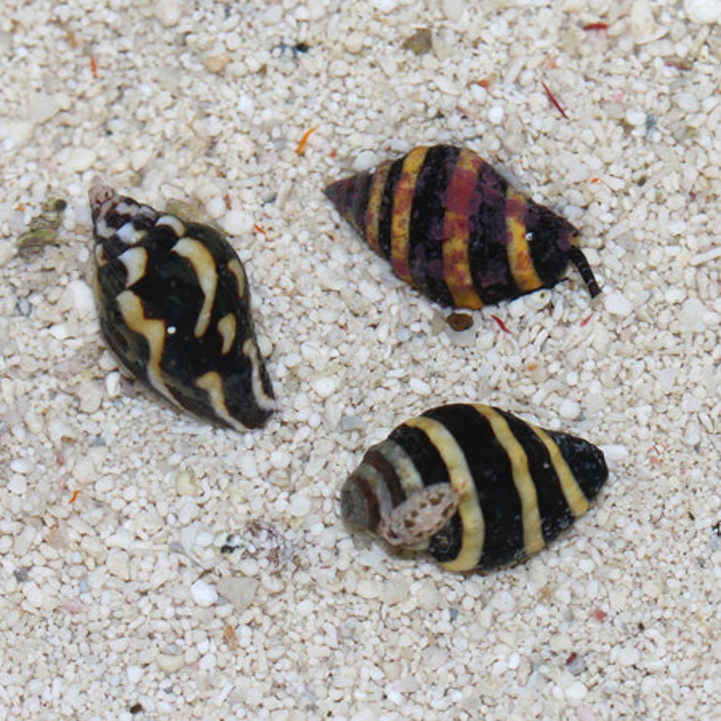 Bumble Bee Snail