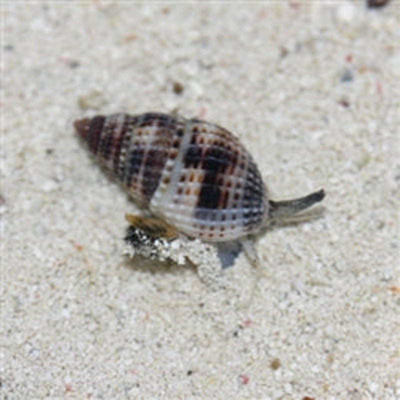 Lg Nassarius Snail 10 Pack