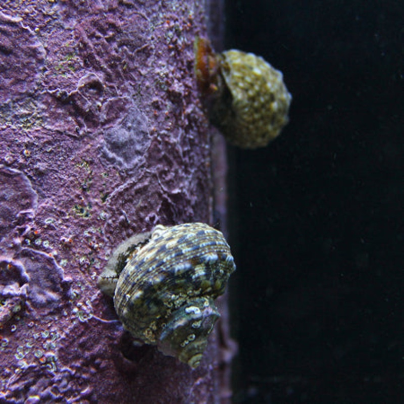 Mexican Turbo Snail
