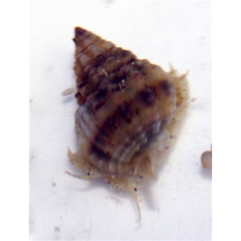 Small Nassarius Snail