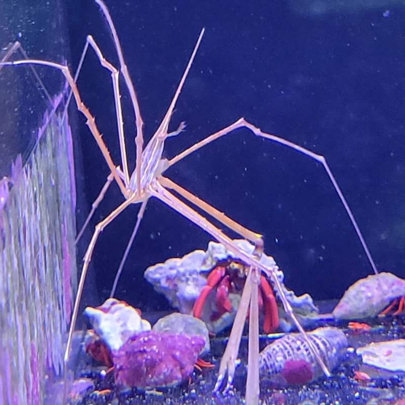 Arrow Crab