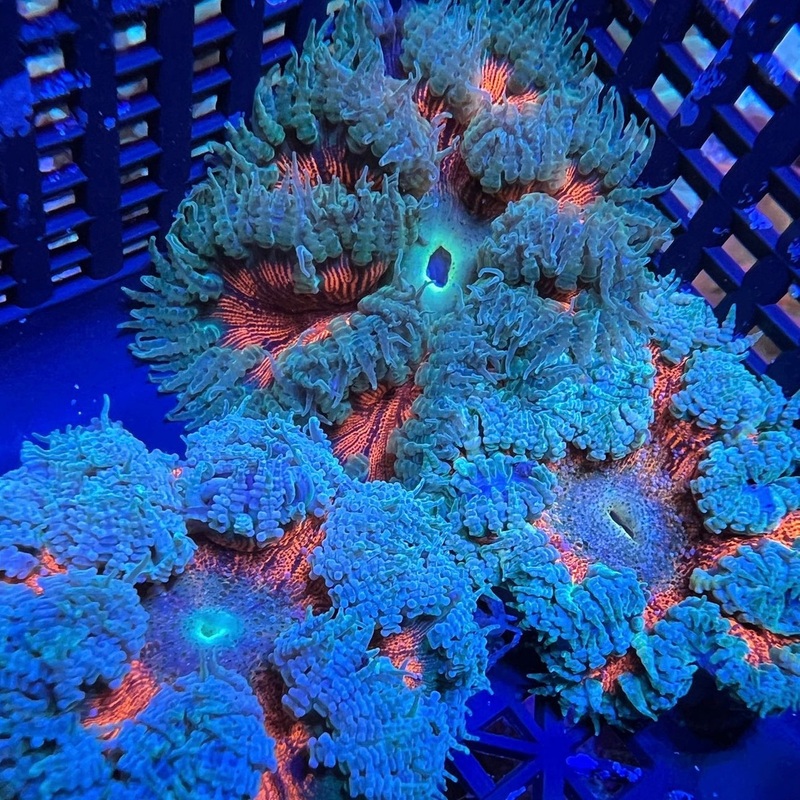 Assorted Color Rock Flower Anemone