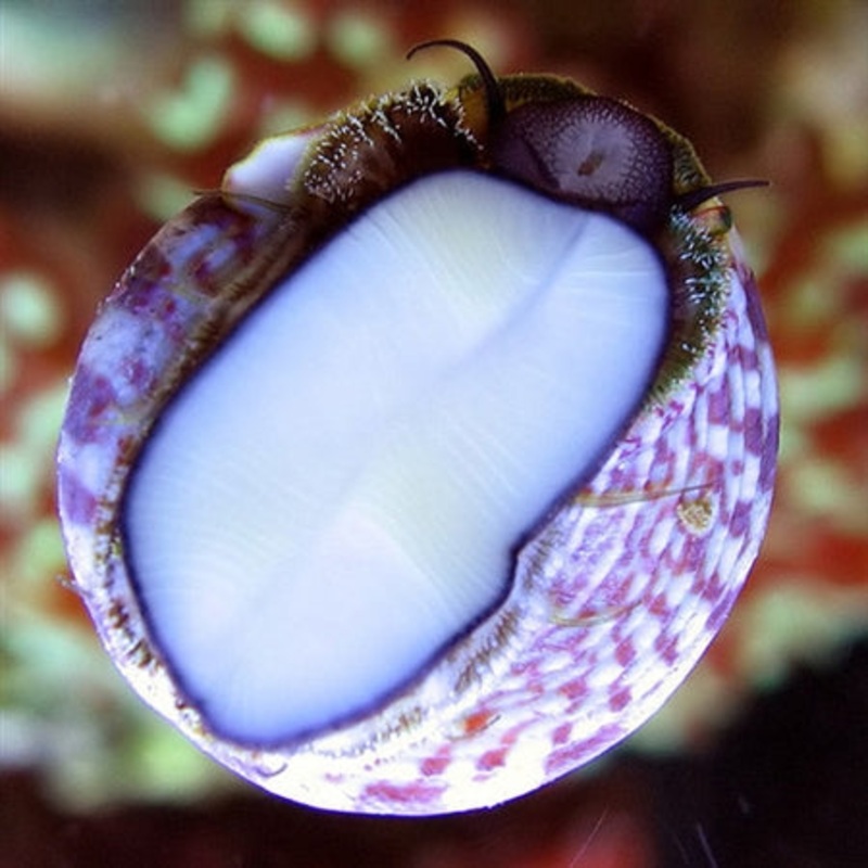 Banded Trochus Snail