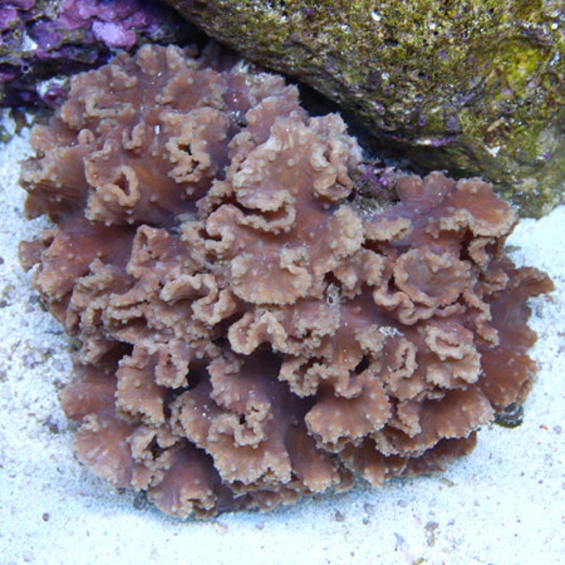 Cabbage Coral