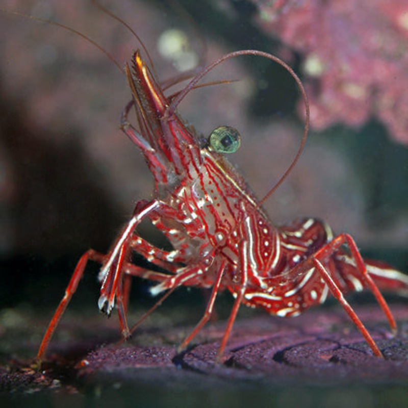 Camel Shrimp