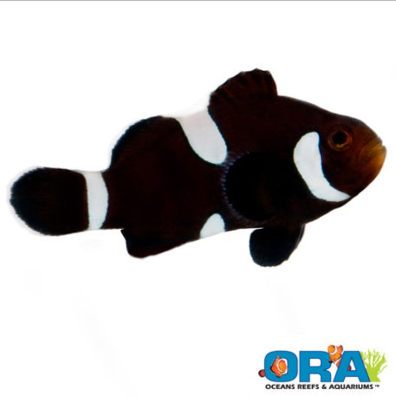 Captive Bred Black Misbar Ocellaris Clown (Darwin)