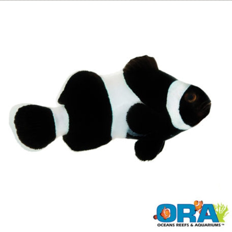 Captive Bred Black Ocellaris Clown (Darwin)