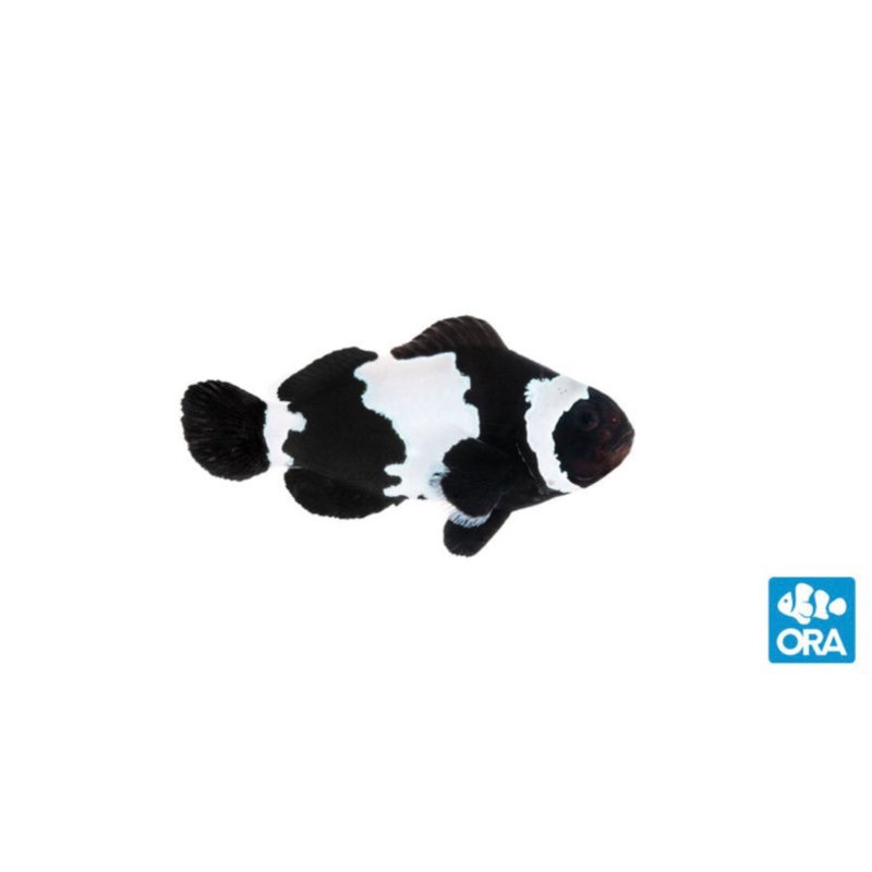 Captive Bred Black Snowflake Ocellaris