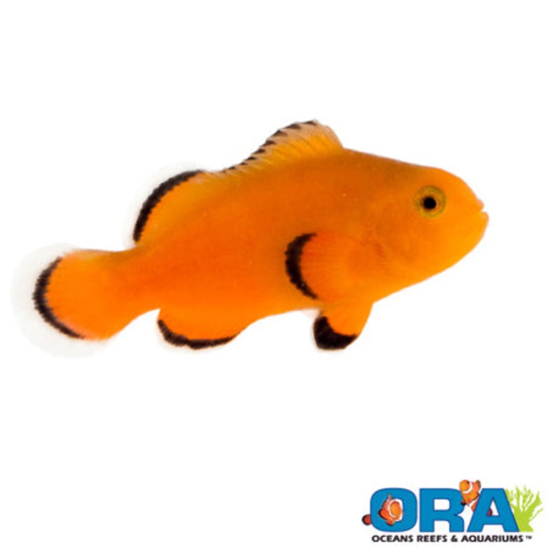 Captive Bred Naked Ocellaris Clown