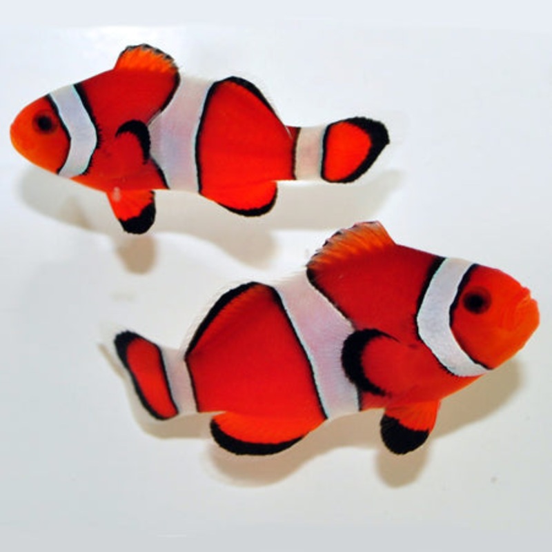 Captive Bred Orange Ocellaris Clown