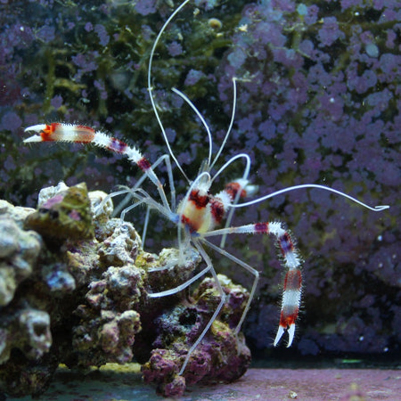 Coral Banded Shrimp