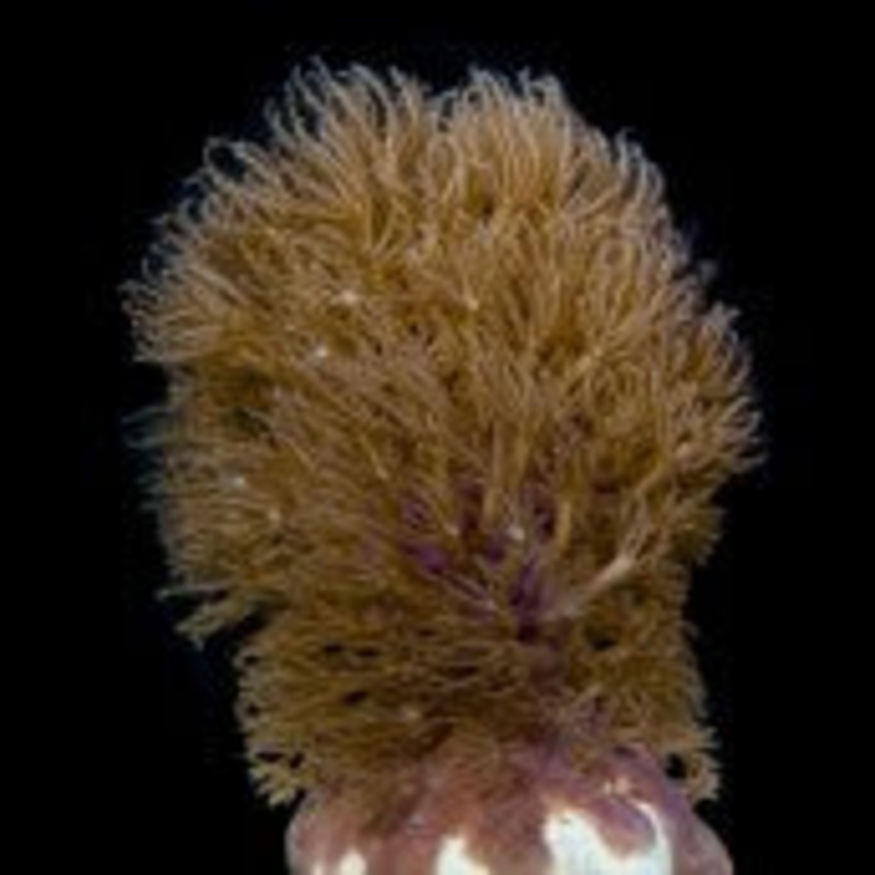 Corky Sea Finger Gorgonian