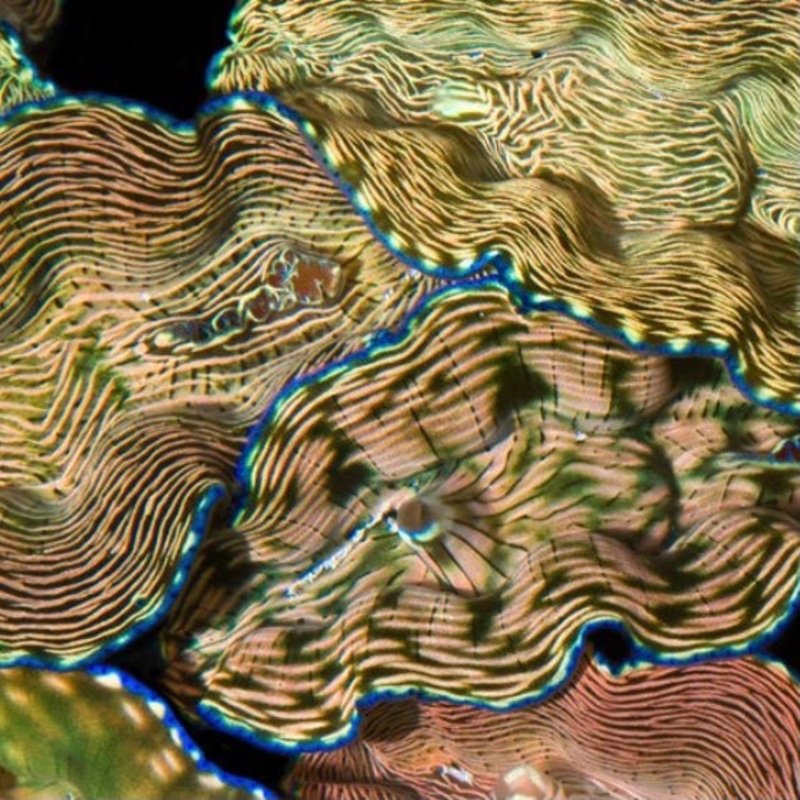 Derasa Clam 3"