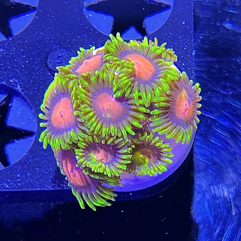 Desert Sun Zoa Frag