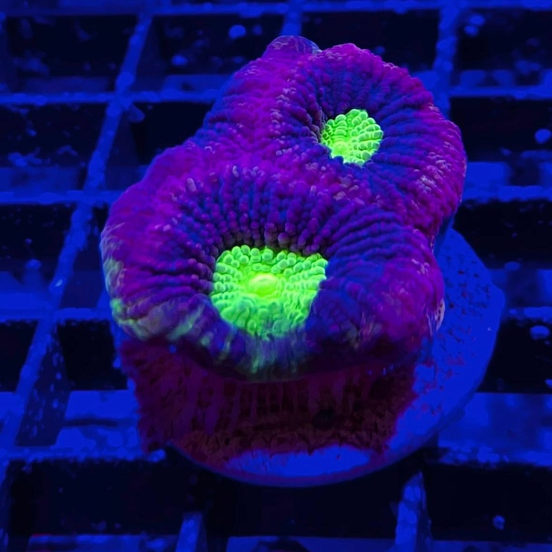 Dragon Soul Favia Frag