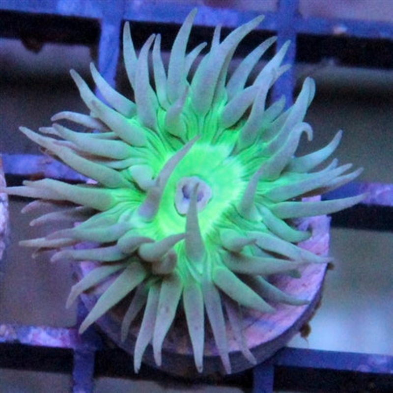Duncan Coral - Single Polyp