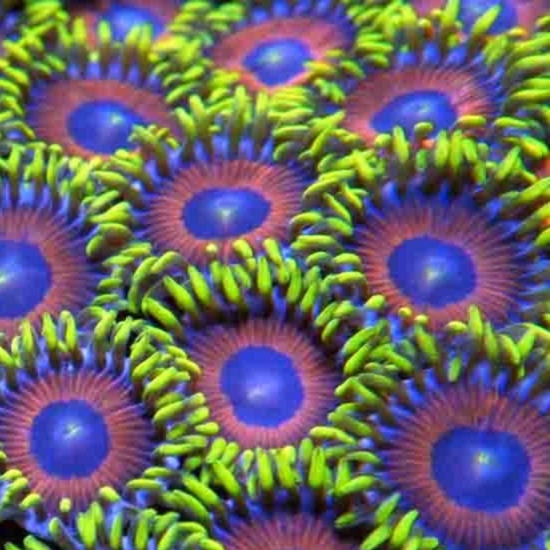 Eagle Eye Zoa Frag