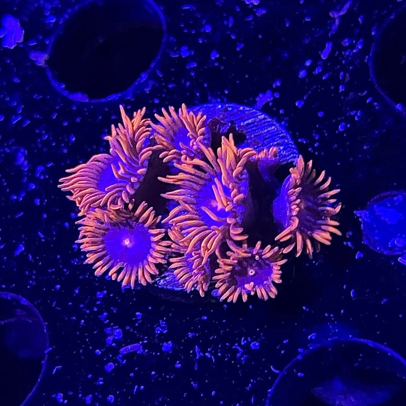 Fire & Ice Zoa Frag