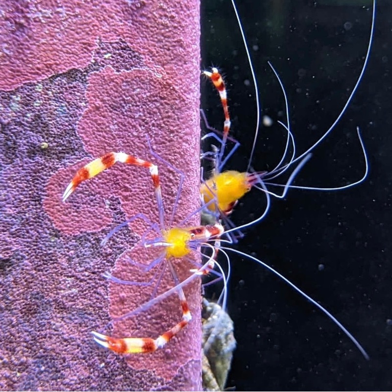 Golden Coral Banded Shrimp