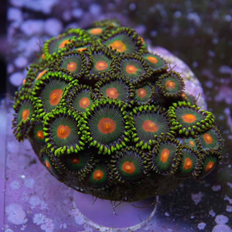Green Bay Packers Zoa Frag