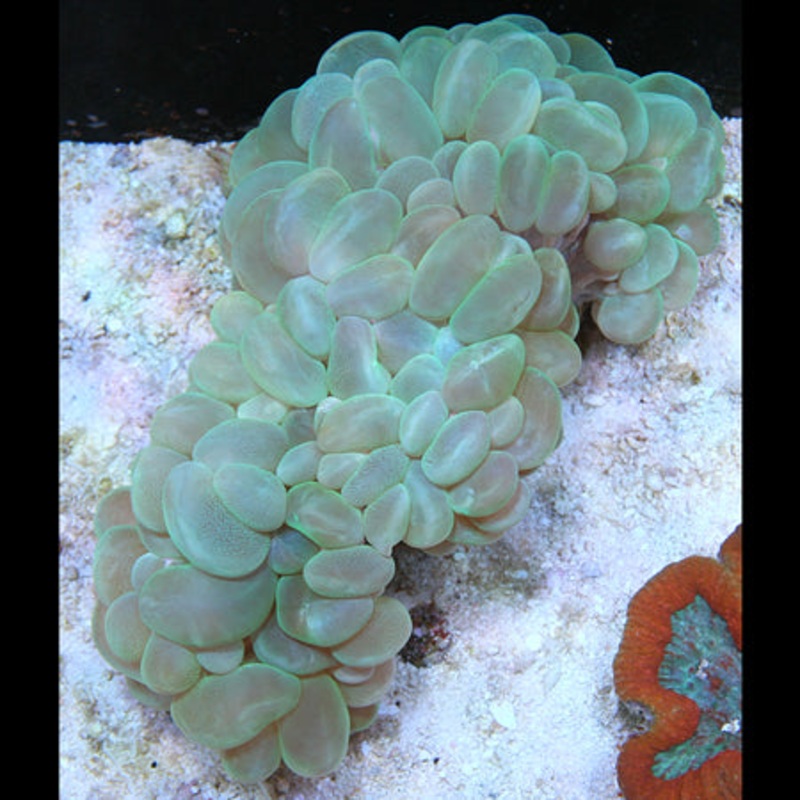 Green Bubble Coral
