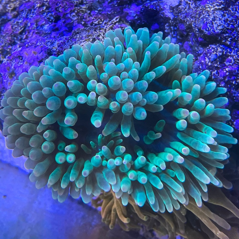 Green Bubble Tip Anemone (3"-6")