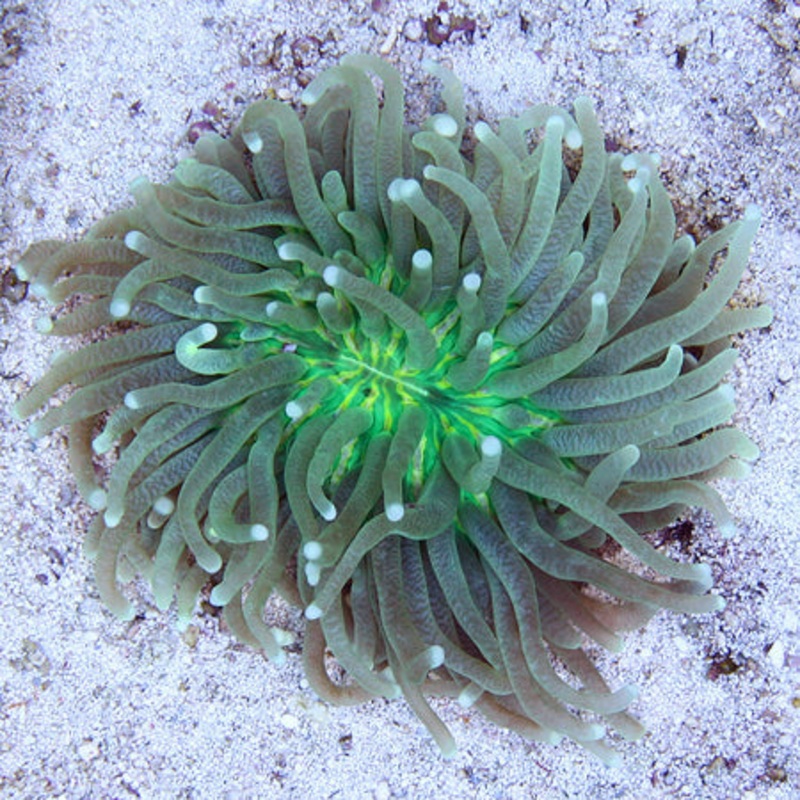 Green Long Tentacle Plate